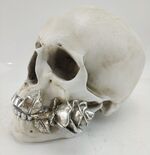 white skull with silver rose in mouth magic mystical fantasy